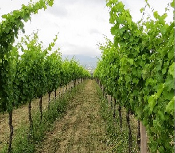 24 Wine Reviews from 6 Countries