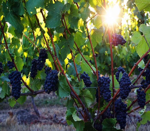 Video: Pinot Noir Week – Quails’ Gate 2013 Stewart Family Reserve