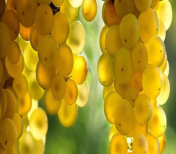 Report from: Anteprima Vernaccia di San Gimignano 2016