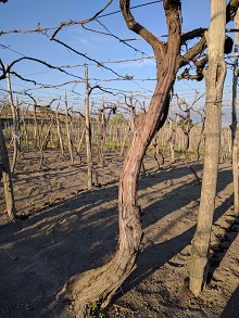 200 Year Old Vines