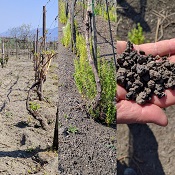 Vesuvius Soils