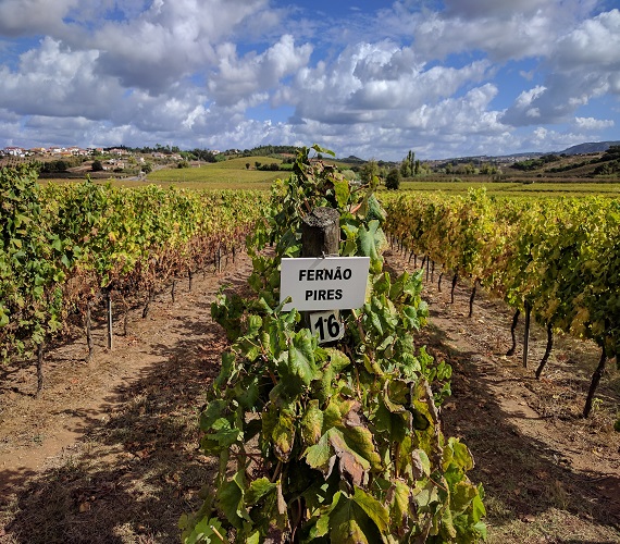 Wines of Lisbon (Lisboa) Portugal – Day 1 & 2
