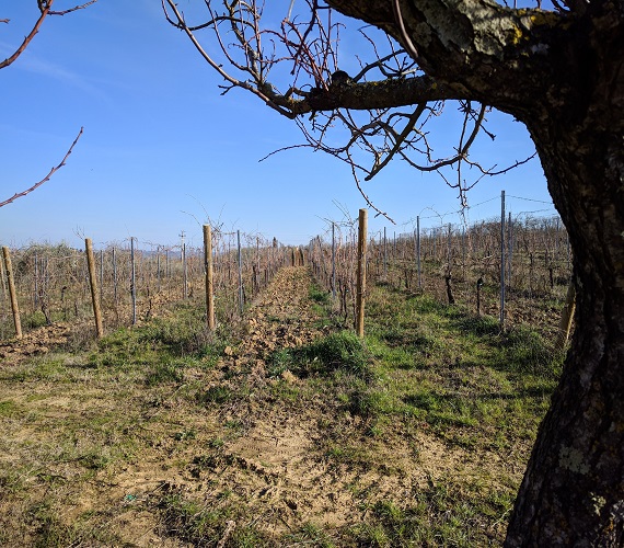 Vino Nobile Anteprime 2018: Good Better Best