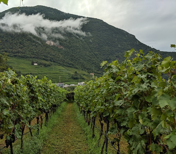 Report From: Wines of Alto Adige – Good / Better / Best