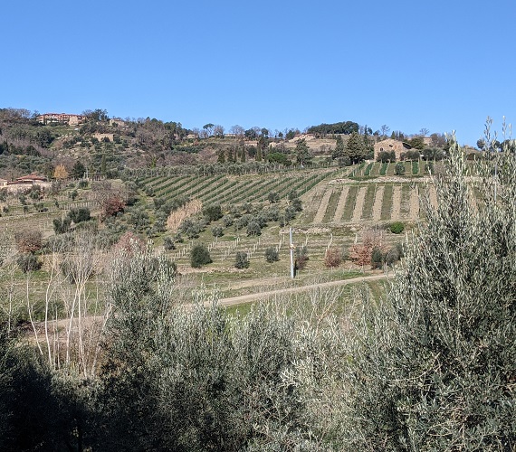 Report from : Rosso di Montalcino Anteprima 2020