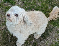 Cloud the Dog