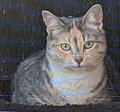 Sophie the Cat
