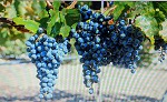 Garro Grapes