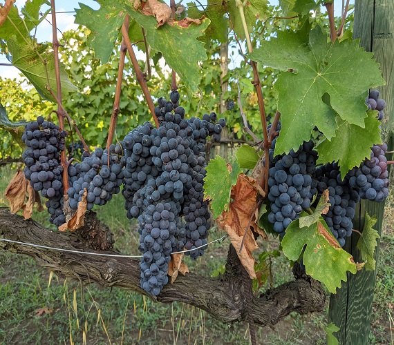Tenuta Santi Giacomo e Filippo (Marché)