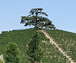 Cedar of Lebanon