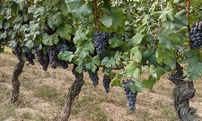The Old Vines