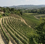 Vineyard - Gagliardo
