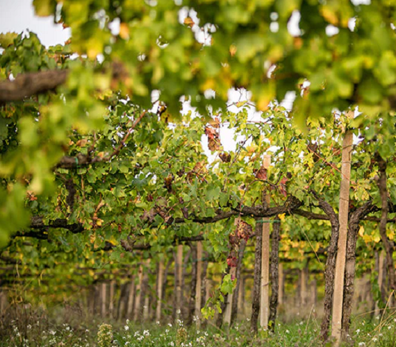 Anteprima Sagrantino:  Grechetto e Bianco (White)