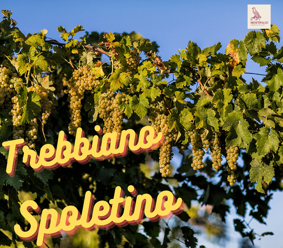 Anteprima Sagrantino: Spoleto (White)