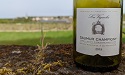Vignoles