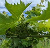 Baby Grapes