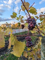 CdR Winemaker 3