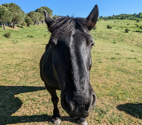 Languedoc MARDI 2 MAI – 2023