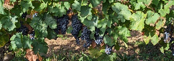 Saumur Franc bottom