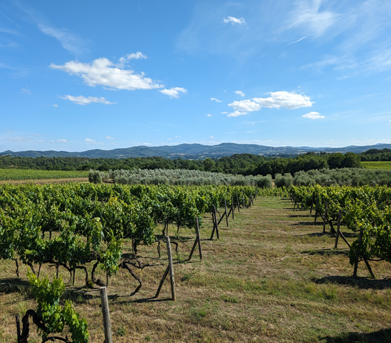 Visit to Tenuta Sette Ponti
