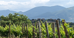FalcoWinery 2a
