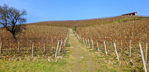 Prunotto3